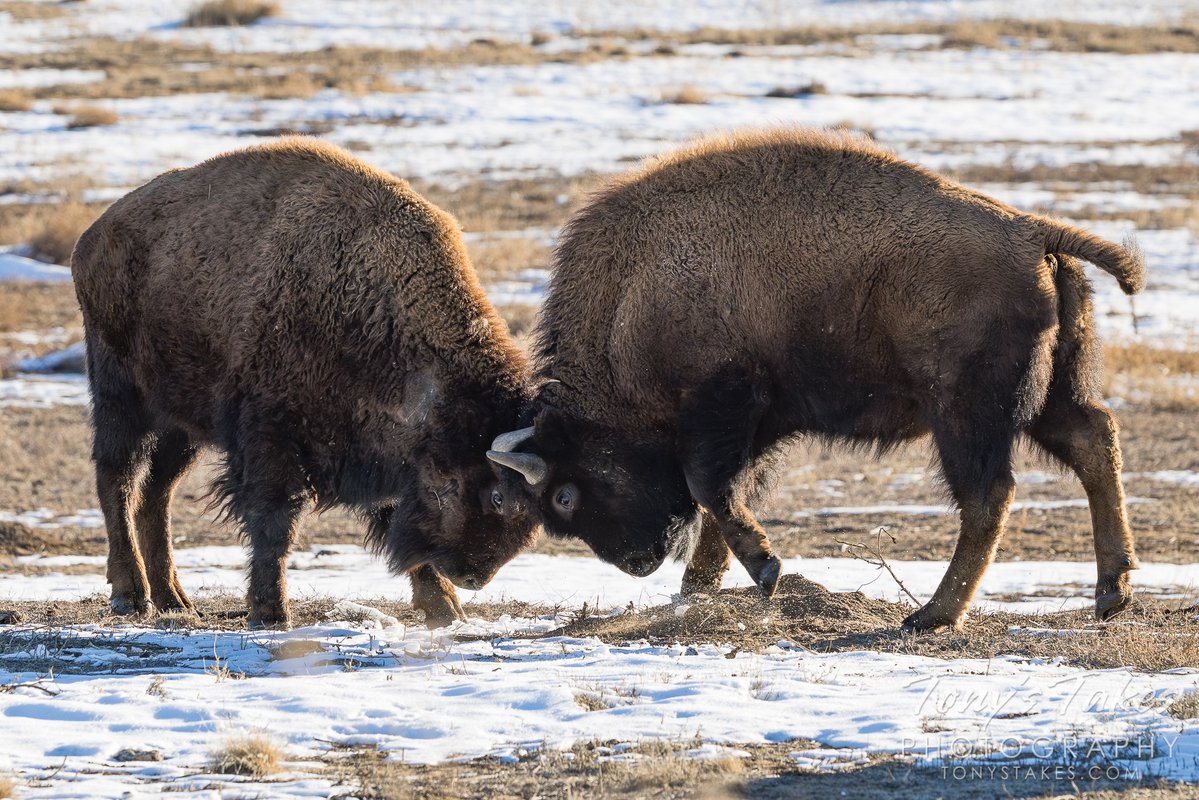 Tony's Takes tweet media