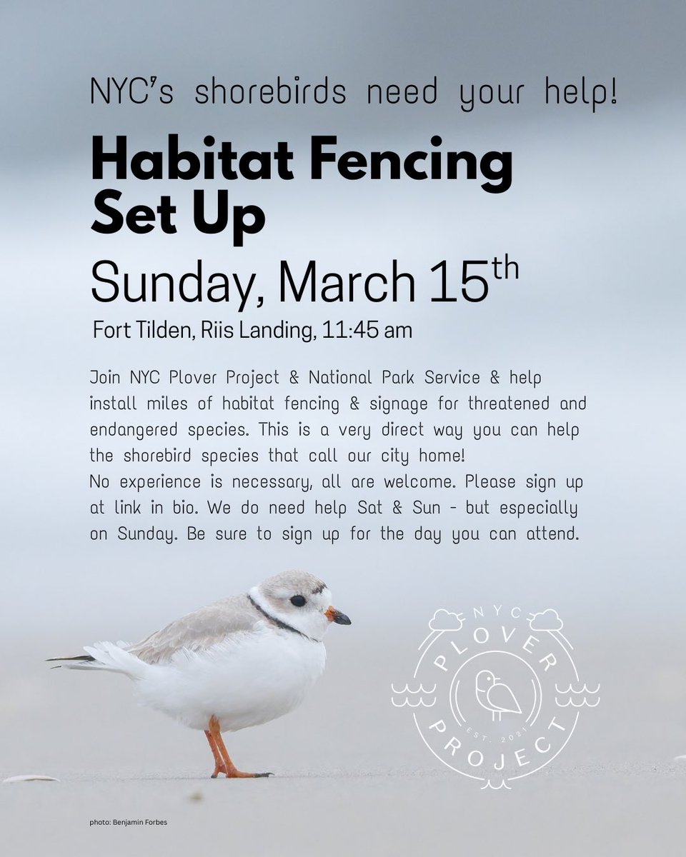 NYC Plover Project tweet media