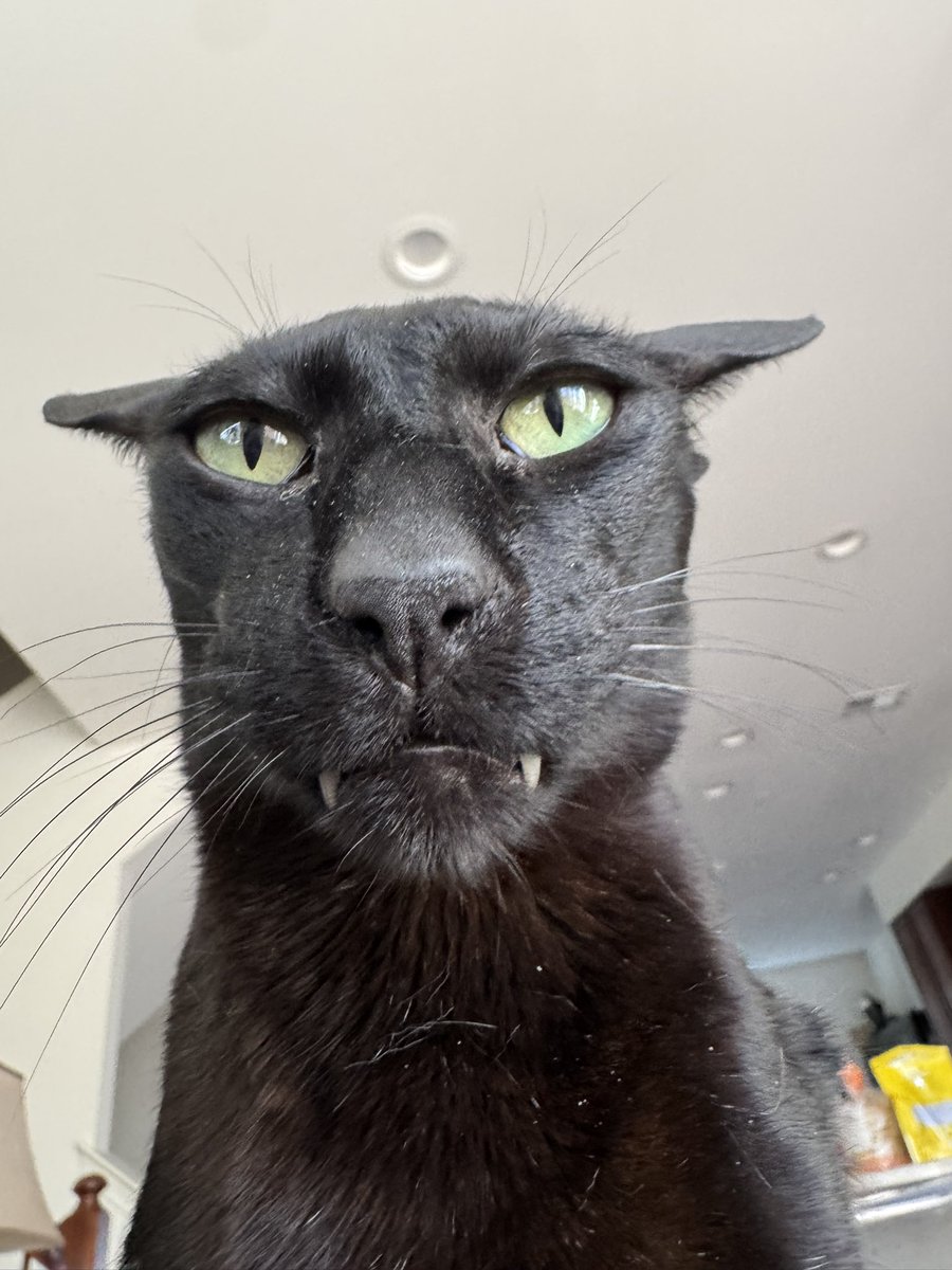 LARRY. (Dexter) Bindi and Rikki tweet media