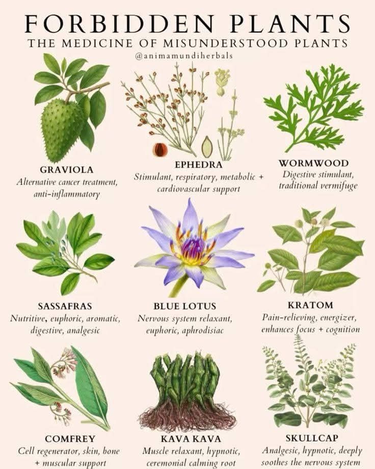 Yupiyayi12's tweet photo. Forbidden plants ☘️ 
The medicine of misunderstanding plants..... https://t.co/DsIDsGiKm4