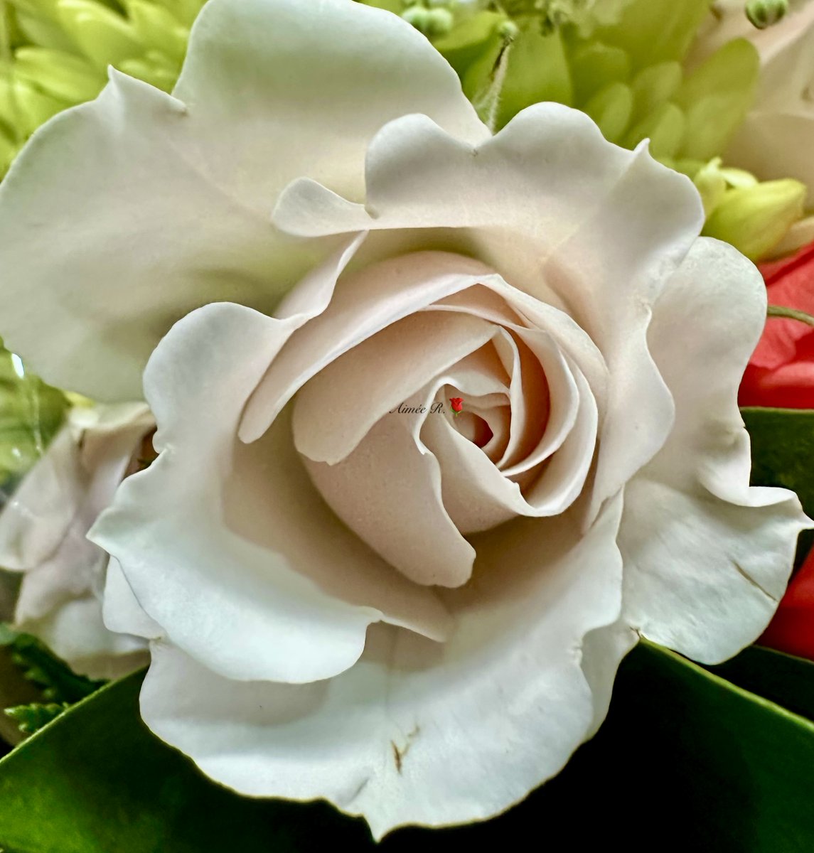 AimeeR2022's tweet photo. Happy Wednesday 🌹#RoseWednesday My 📸
This delicate beauty has a quality of grace & subtlety that evokes a sense of fragility and elegance. The observer is charmed by her beauty. Do not be charmed by beauty….eventually like the rose it ends.
“Beauty is not about having a pretty face. It is about having a pretty mind, a pretty heart, & most importantly a pretty soul”- Drake