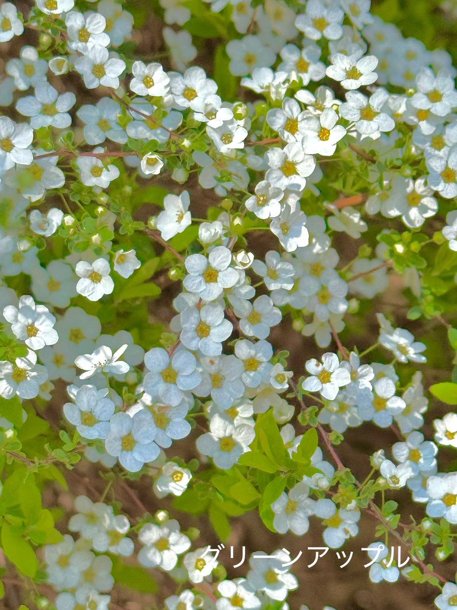 グリーンアップルଘ(੭*ˊᵕˋ)੭* ੈ♡‧₊˚ tweet media