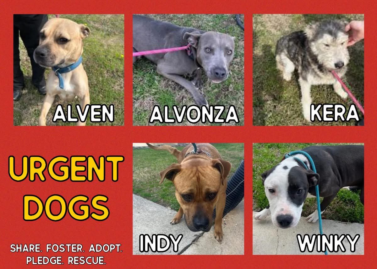 Donna Lac tweet media