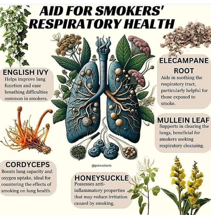 Yupiyayi12's tweet photo. Aid for smokers 
Respiratory health....... https://t.co/3jmc9P9EtR