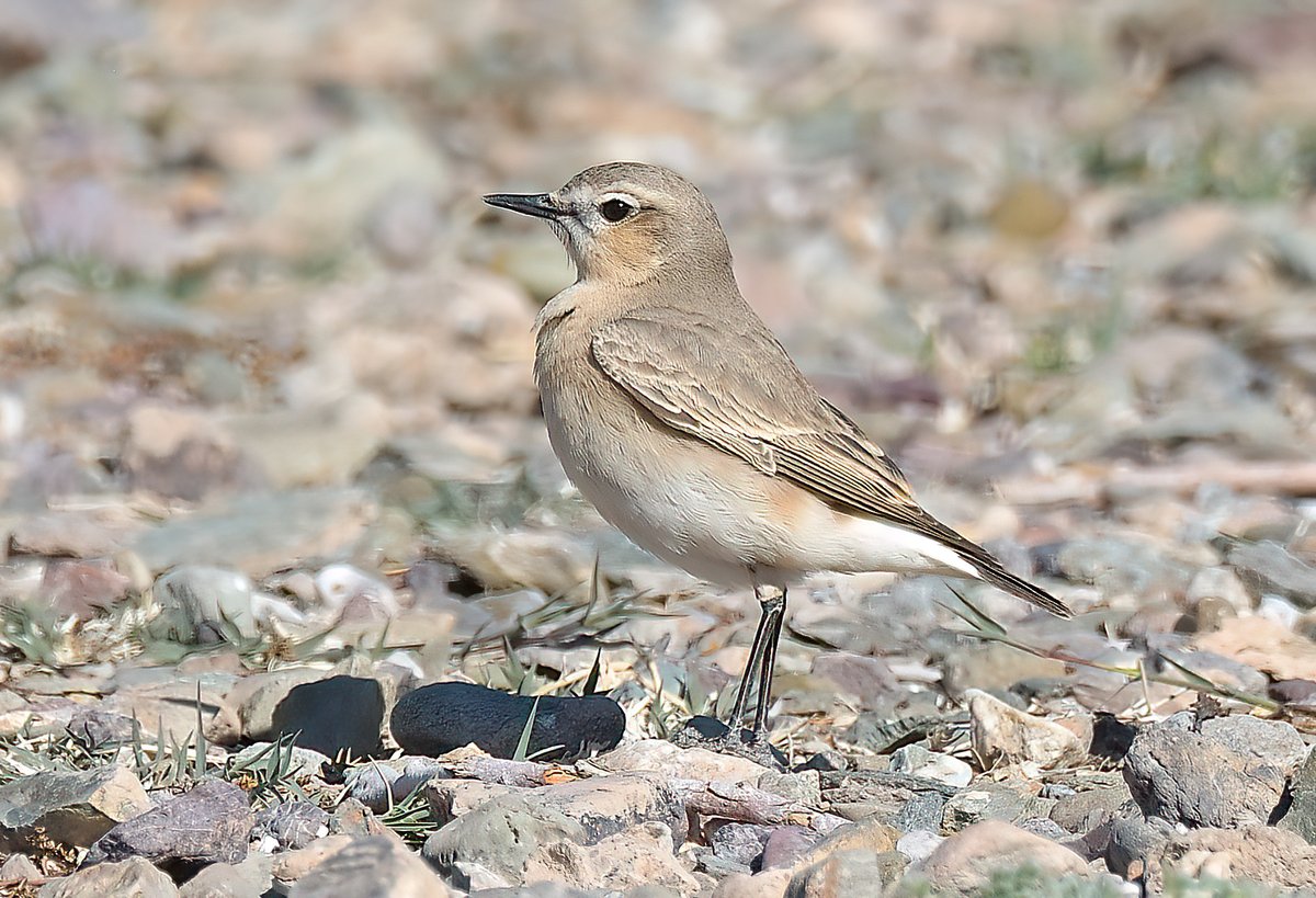 Dennis Morrison tweet media