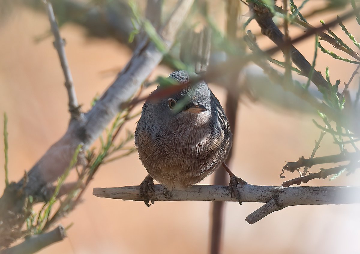 Dennis Morrison tweet media