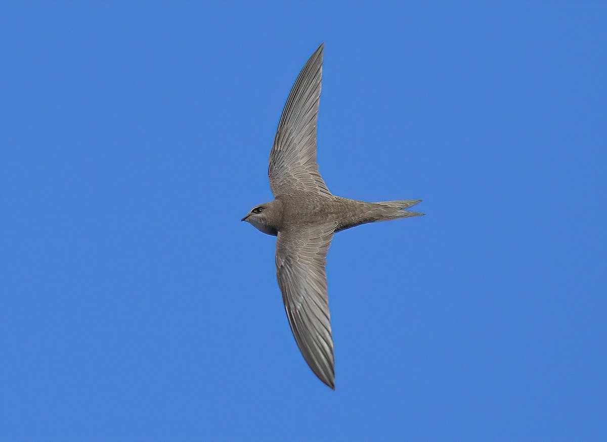 Dennis Morrison tweet media