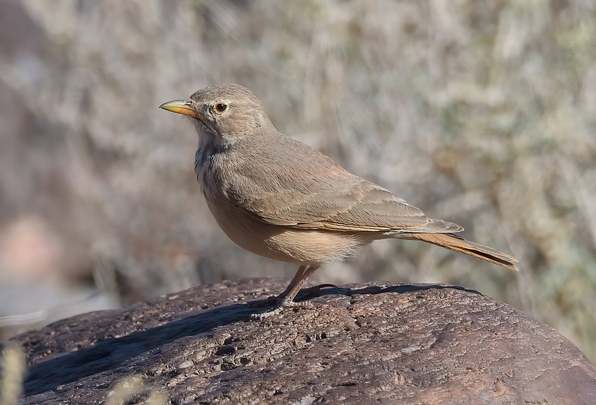 Dennis Morrison tweet media