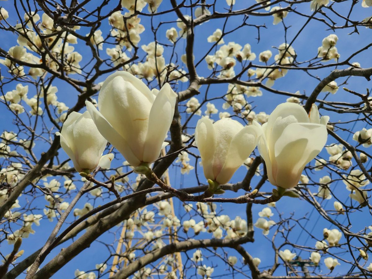 soma☘️ tweet media