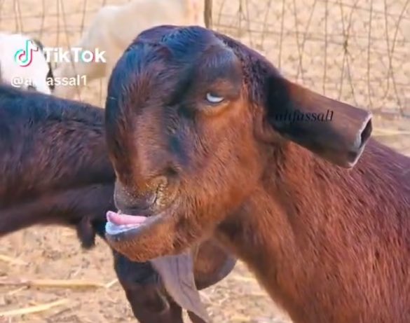 moark 🥃 tweet media