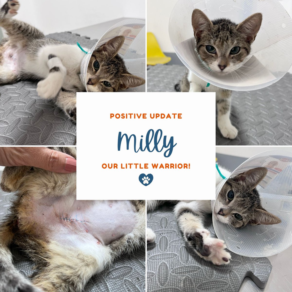 pplsavnganimals's tweet image. Milly is such a little warrior. She just went through a complicated surgery to get her colon back where it belongs, and she’s now rocking a pretty impressive scar. The good news: Milly is now cozy in her foster home, healing beautifully. 

#RescueCat #CatRescue #LittleWarrior