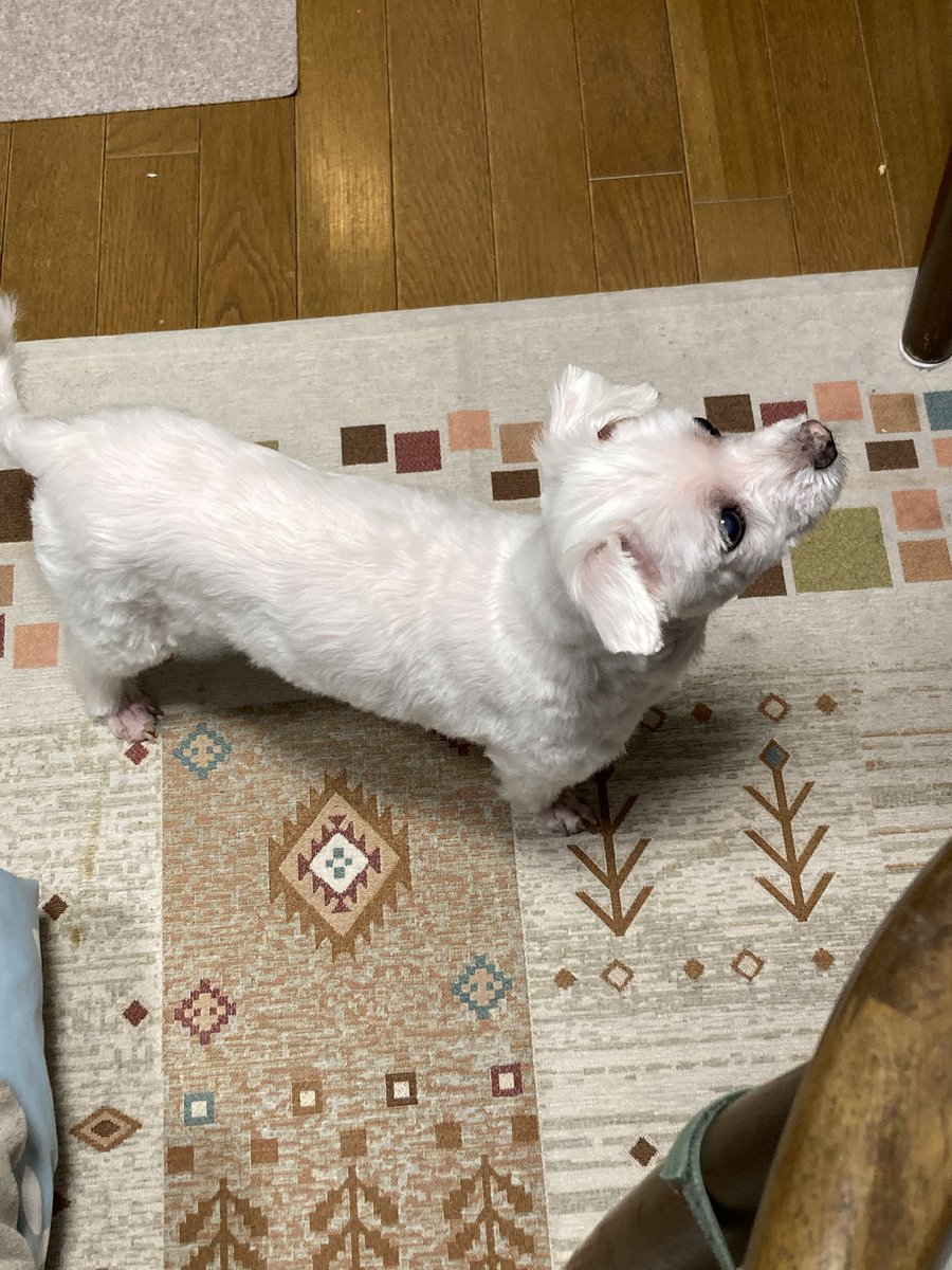 Rock72346565's tweet image. 昨日トリミングへ行ってきました🐶

東日本大震災から今日で15年•••愛犬と普通に生きていられることにあらためて感謝🙏

#東日本大震災から15年 #愛犬に癒される毎日 #Maltese