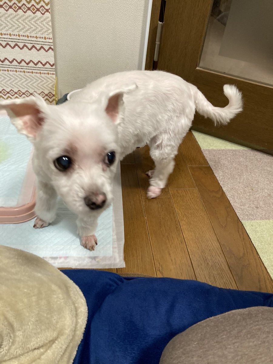 Rock72346565's tweet image. 昨日トリミングへ行ってきました🐶

東日本大震災から今日で15年•••愛犬と普通に生きていられることにあらためて感謝🙏

#東日本大震災から15年 #愛犬に癒される毎日 #Maltese