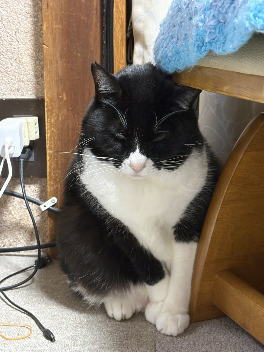 watanabehisae's tweet photo. ストーブの前を追いやられた猫です😭
なんかナナメだし。。仲良くしてくれないかな〜 https://t.co/tVn2PsxHyn