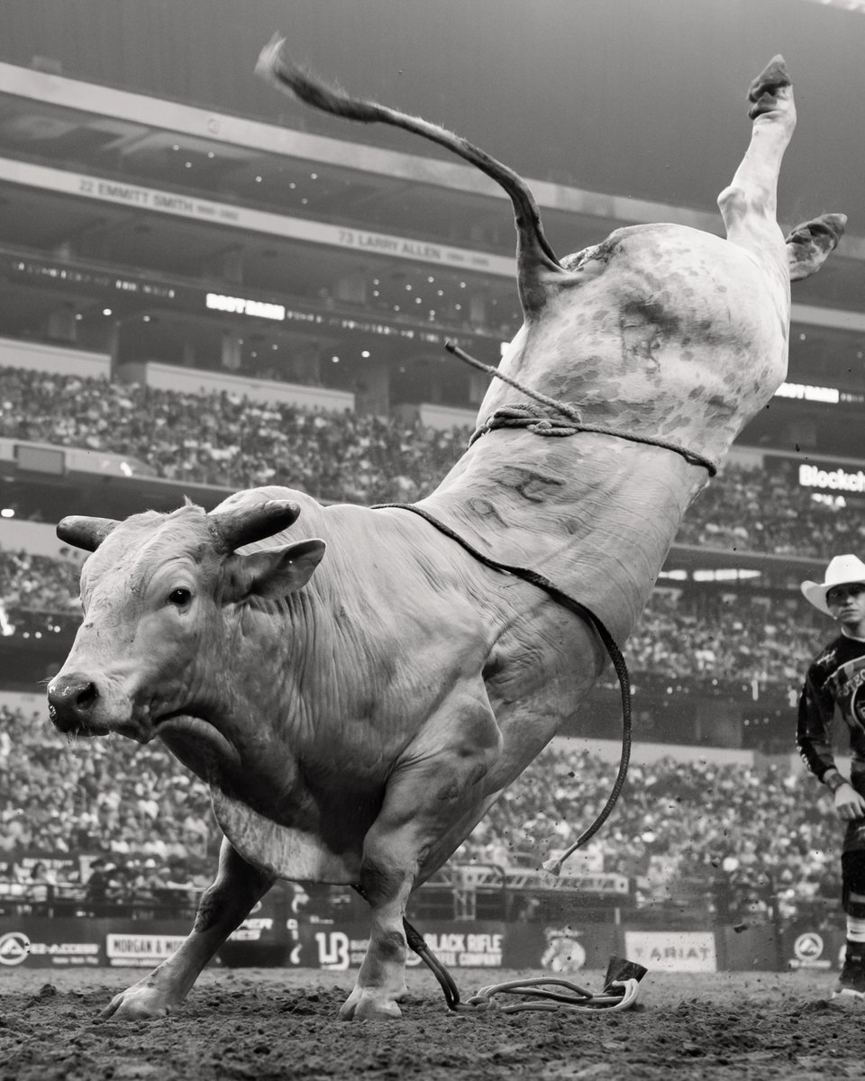 PBR's tweet photo. In loving memory of our King of the Hill, 19H Man Hater

Read the full story ➡️ https://t.co/x4RSRq79fZ https://t.co/BqEkrCI68C