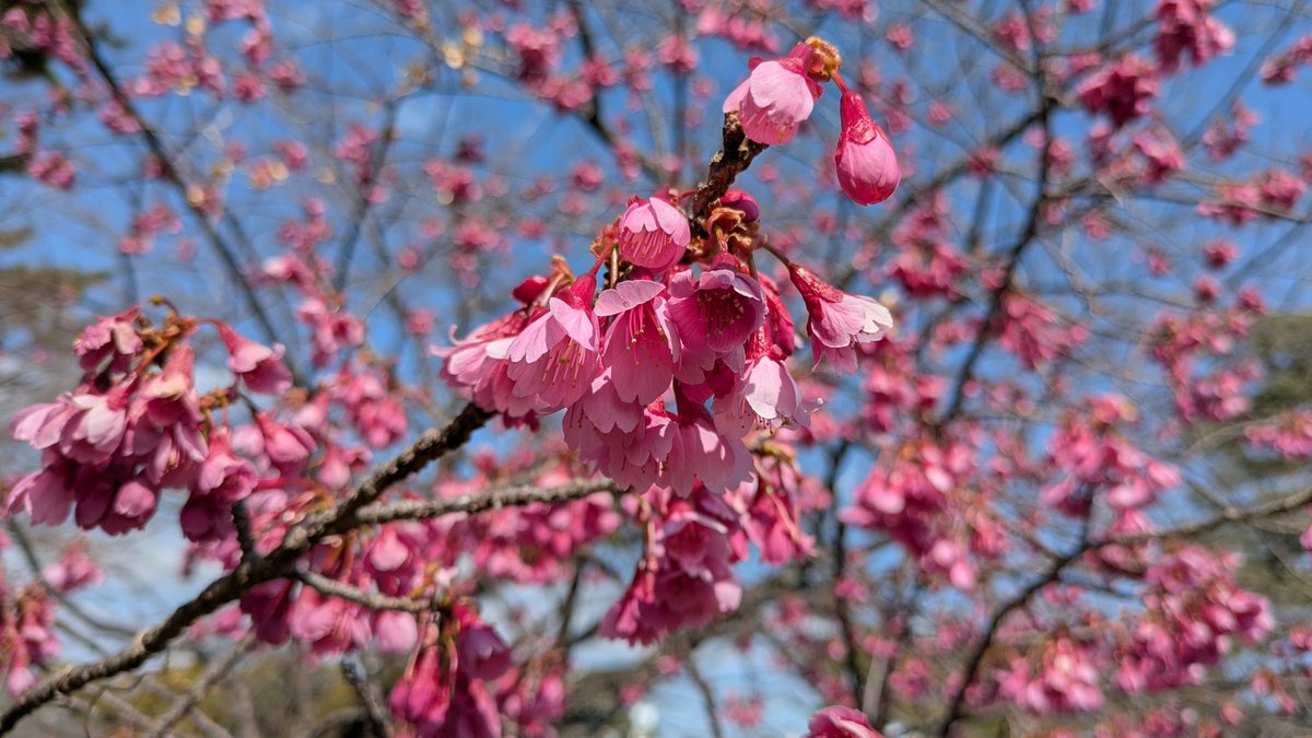 おはようございます☀️
昨日の雪、朝寝坊の同僚は降ってたの知らなくて職場で大笑い😂

まだ降るかな東京の3月
でも春はもうすぐ☺️
今日も良い1日を🍀✨✨