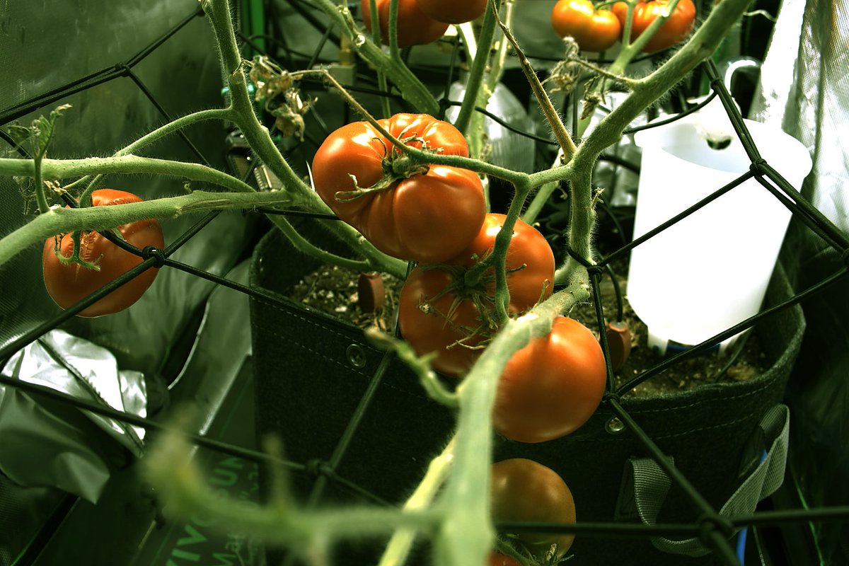 Martin_DeVido tweet media