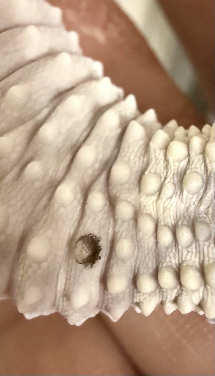 Bell 8810 Gecko tweet media