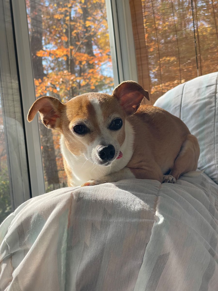 Sean Rogers tweet media