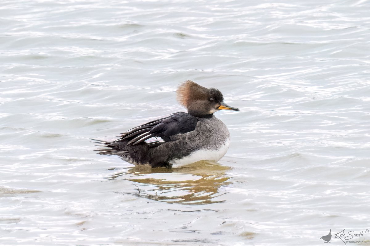 Kyle Smith 🏴󠁧󠁢󠁳󠁣󠁴󠁿 tweet media