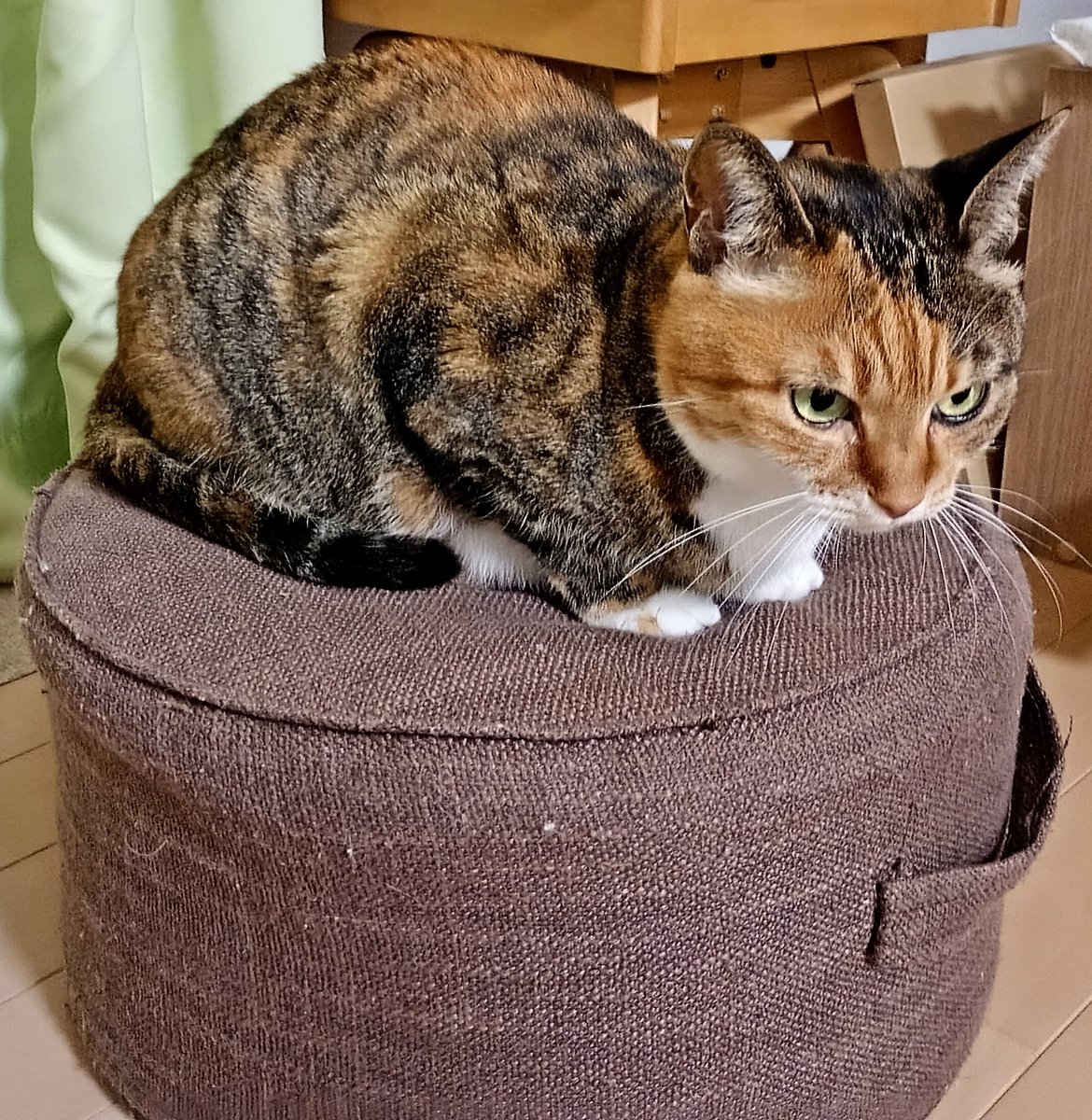 15年前まだ生まれていなかった。この日多くのお友達が虹橋を渡った。災害はいつ起こるかわからない。私達は１人では何もできないにゃい。不安ににゃる。パニックでいなくなるかもしれにゃい。飼い主の皆さん私達の準備もお願いにゃ。何があっても最後まで一緒にいたいにゃ。
#震災から15年