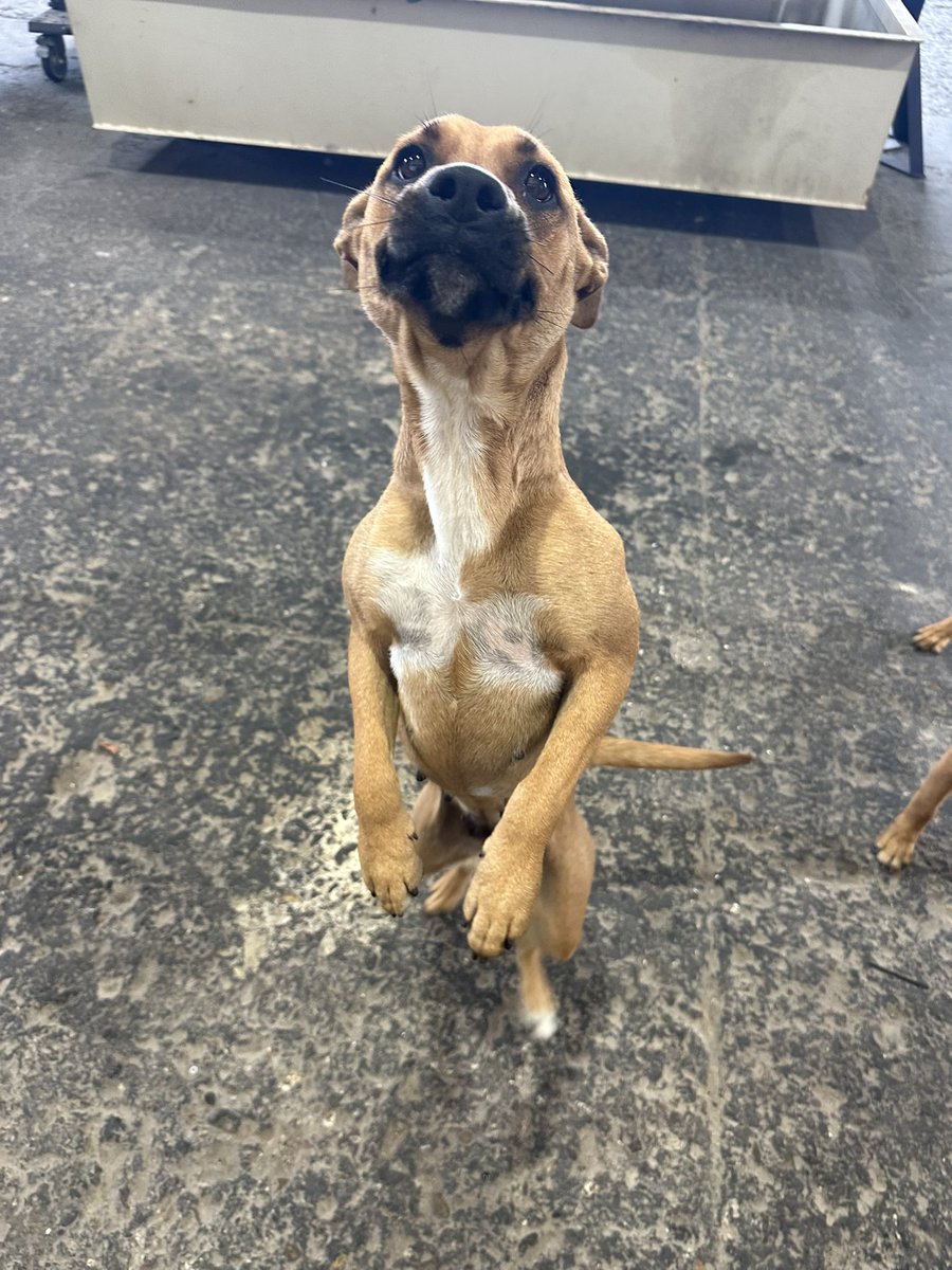 South Texas Animal Rescue Group, AKA STAR Group tweet media