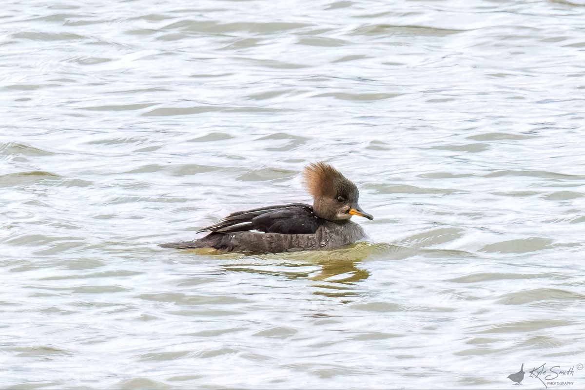 Kyle Smith 🏴󠁧󠁢󠁳󠁣󠁴󠁿 tweet media