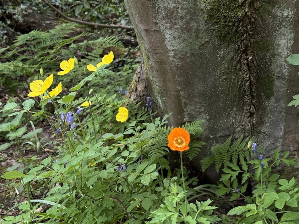 jjmmli's tweet image. Enjoy this wildflower Wednesday 🌼 
#wildflowers