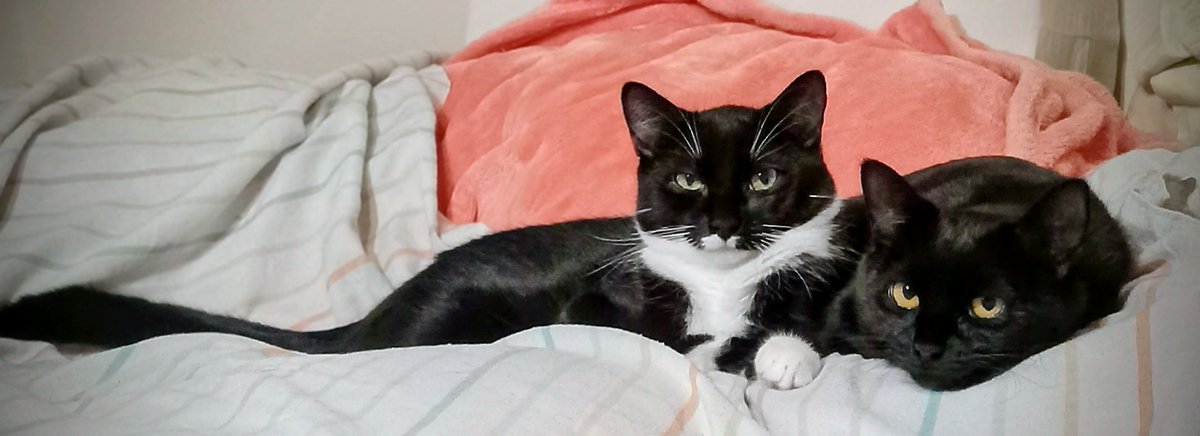 Because of Jim/Wild Serenity Cat Rescue Fund tweet media