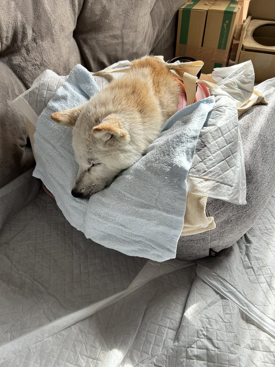 ひろぶー42 tweet media