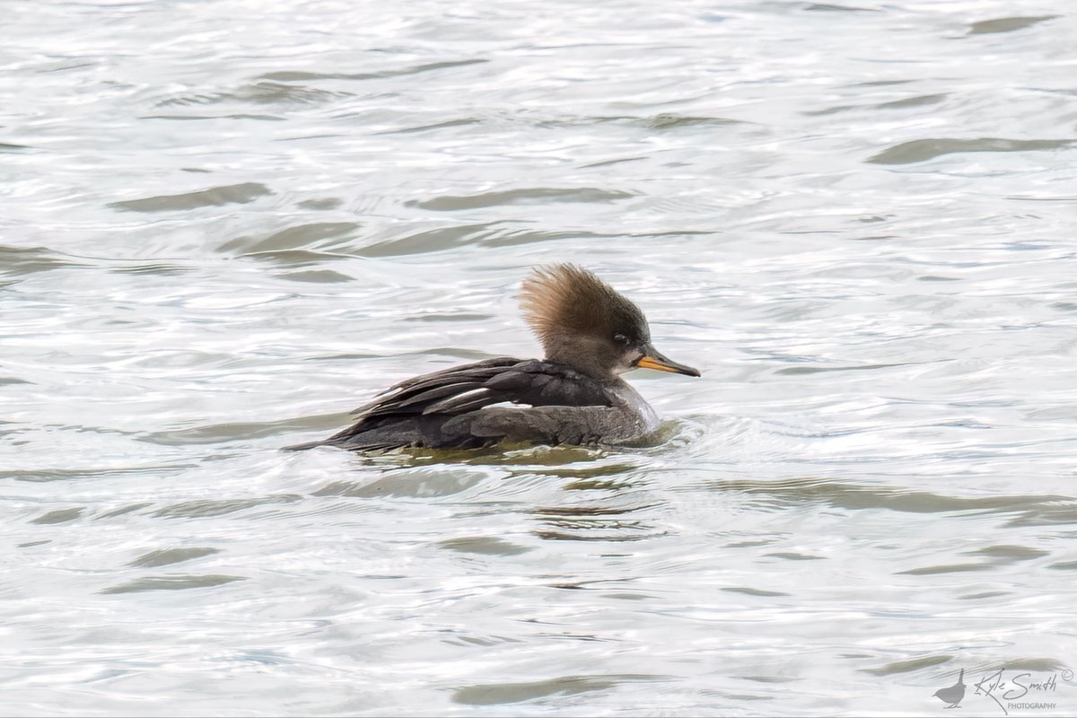 Kyle Smith 🏴󠁧󠁢󠁳󠁣󠁴󠁿 tweet media