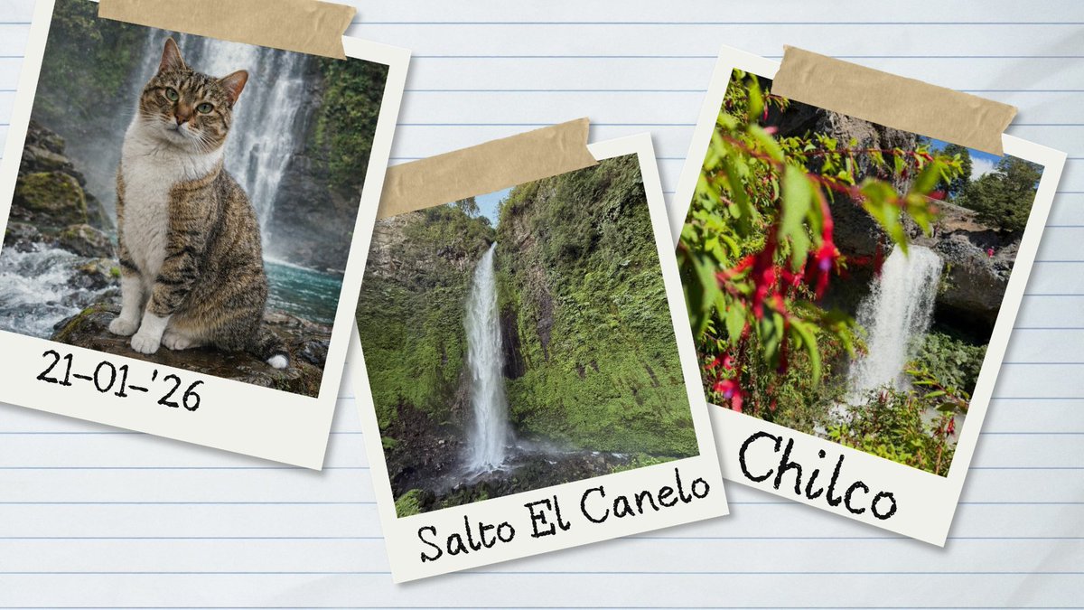 Bitácora de un Gato Aventurero 
                        Por          Ari Mau Botero

📅 Día 5 — 21 de enero
No toro en la vida de un viajero es velocirad y adrenalina, así que hoy decidí quedarme un poco más en Melipeuco, pero esta vez en moro silencioso, observador. 

#Verano