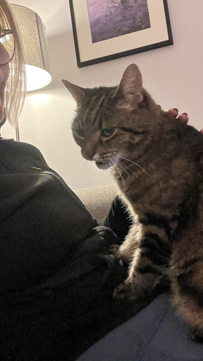 Millie 😸 📚 💚 🦔 tweet media