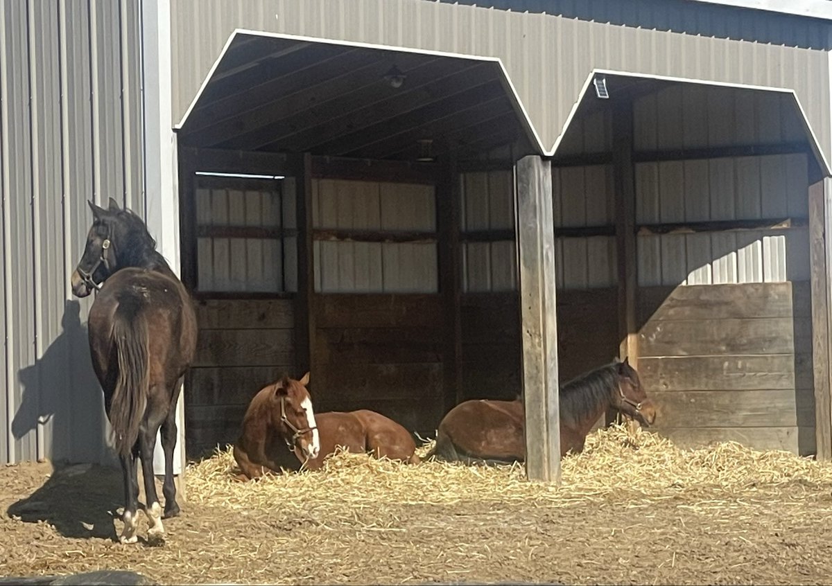 Surfside Stables tweet media