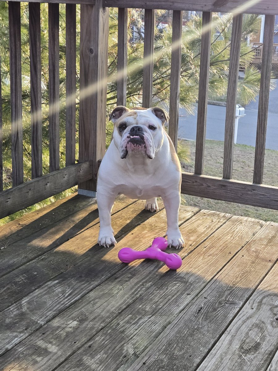 Just a girl &amp; her toy 🐾♥️
#EnglishBulldog
