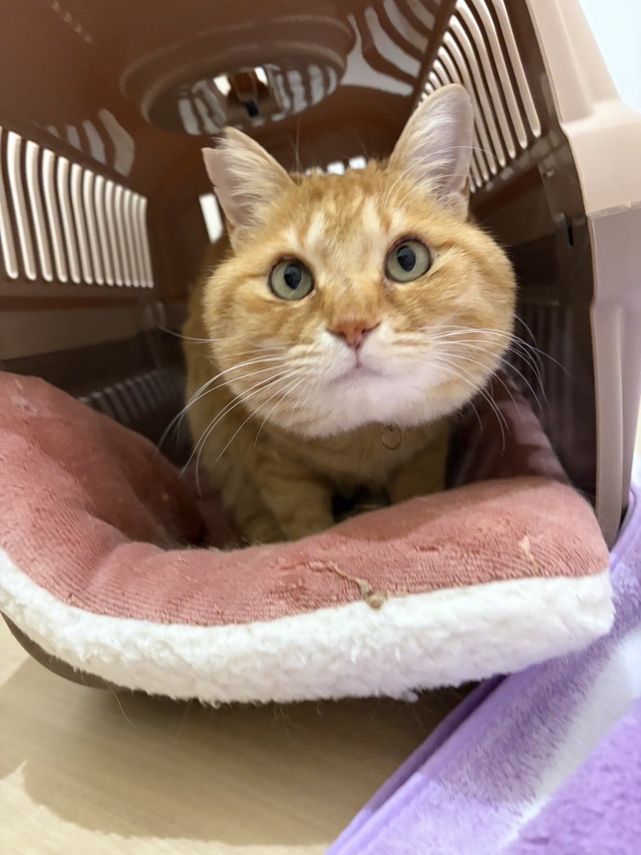 sibachan10's tweet photo. 顔デカ過ぎ可愛い😍😍💕#チャトラネコ置いてかれた猫 https://t.co/Mg0uT0XJNK