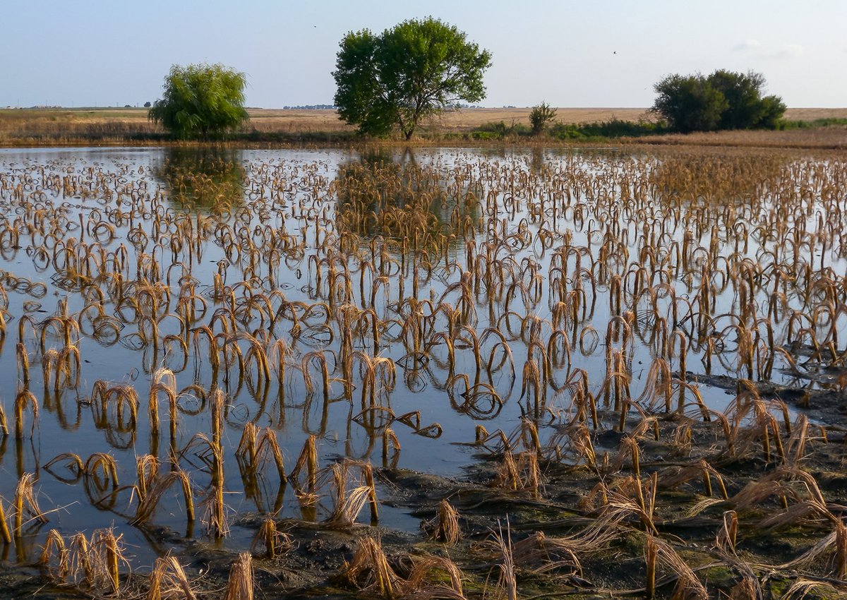 esabcc_eu's tweet photo. In its new report, the @esabcc_eu calls on the EU to strengthen adaptation and accelerate emission reductions and removals in the agri-food system to safeguard food security and farmers’ livelihoods and align agriculture with climate neutrality objectives. 
Full report: https://t.co/AbDrpuZK4P