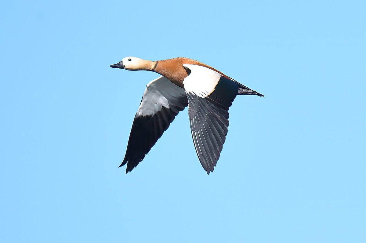 Dennis Morrison tweet media