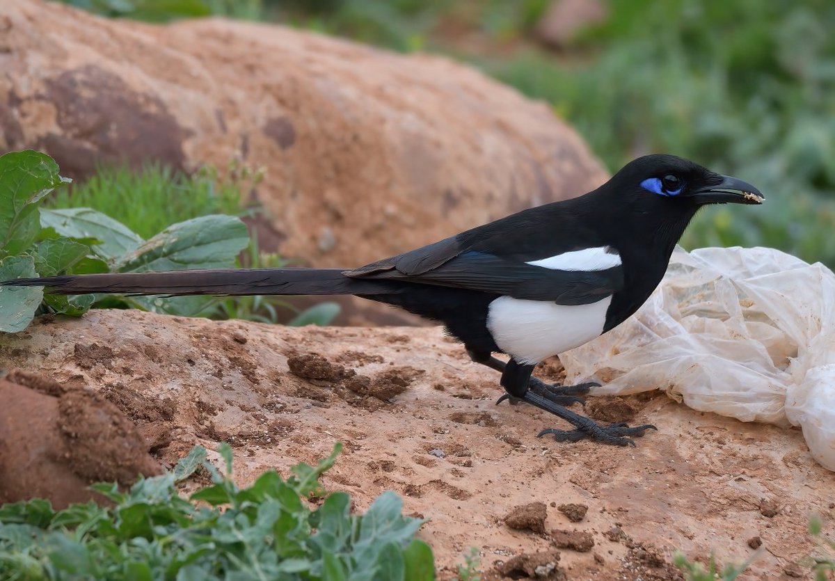 Dennis Morrison tweet media