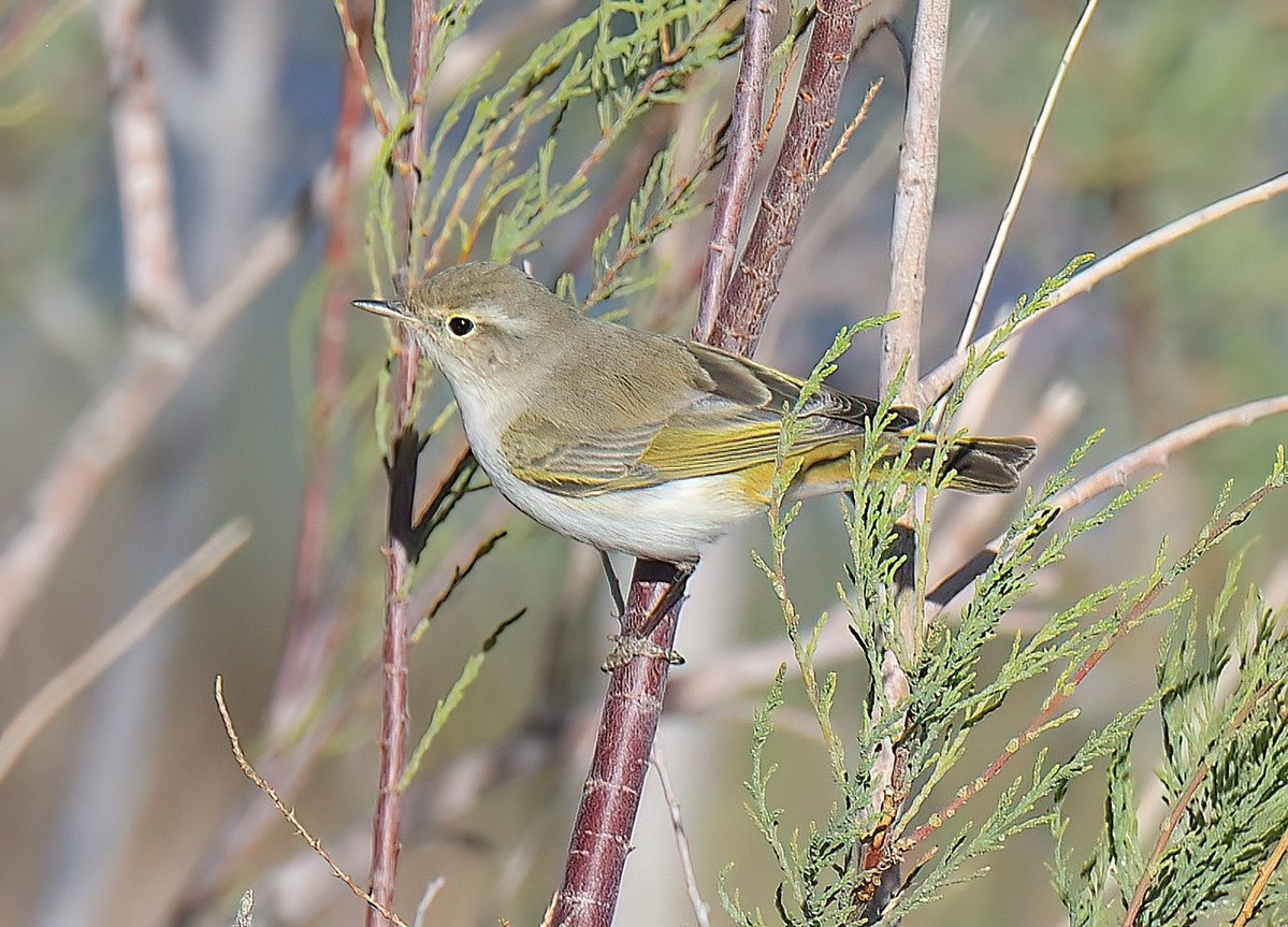 Dennis Morrison tweet media