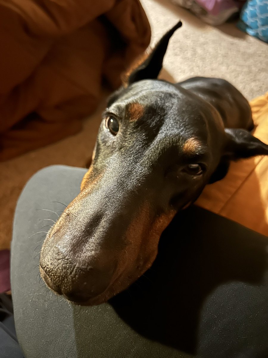 AnnikaRussell's tweet photo. This sweet face made it hard to leave for work this morning. https://t.co/jFKCefRAAS