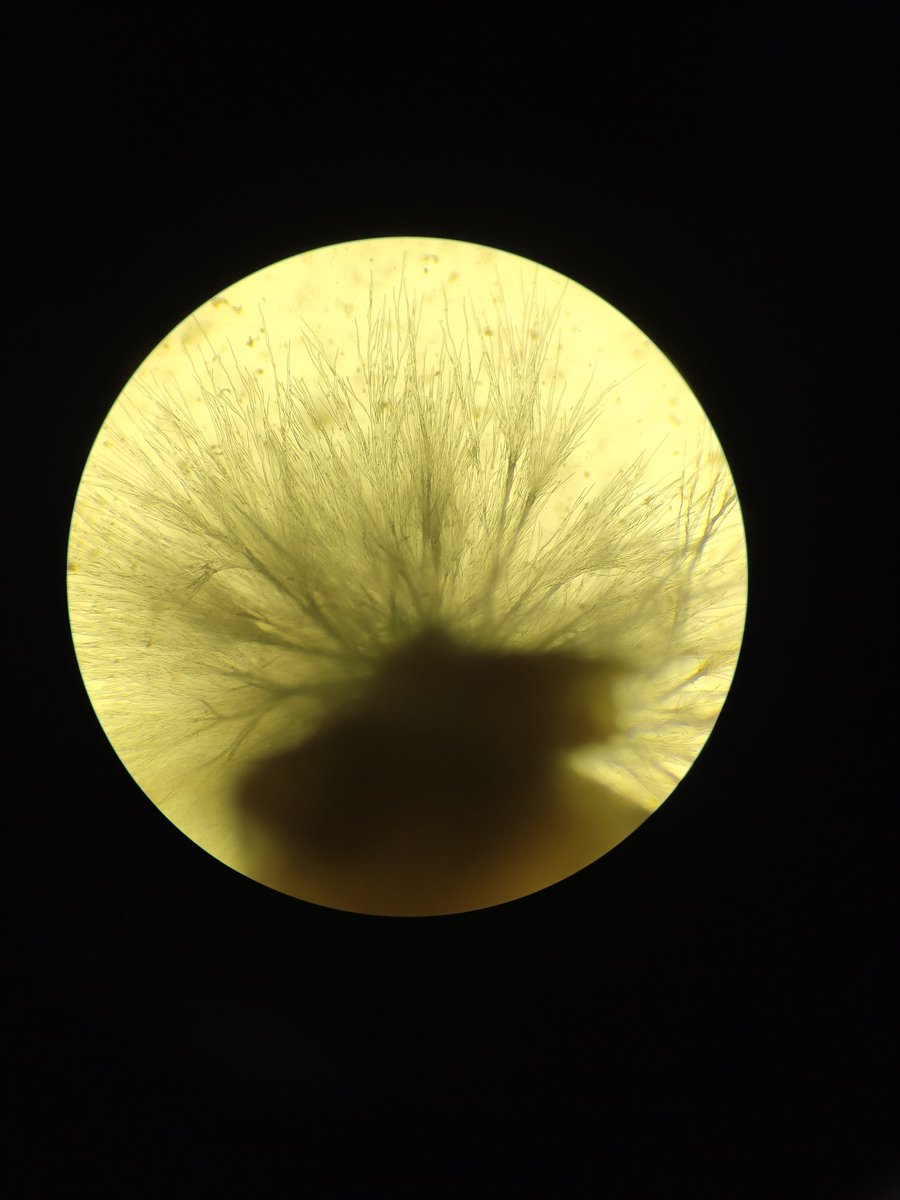 Fungi_Cosas tweet media