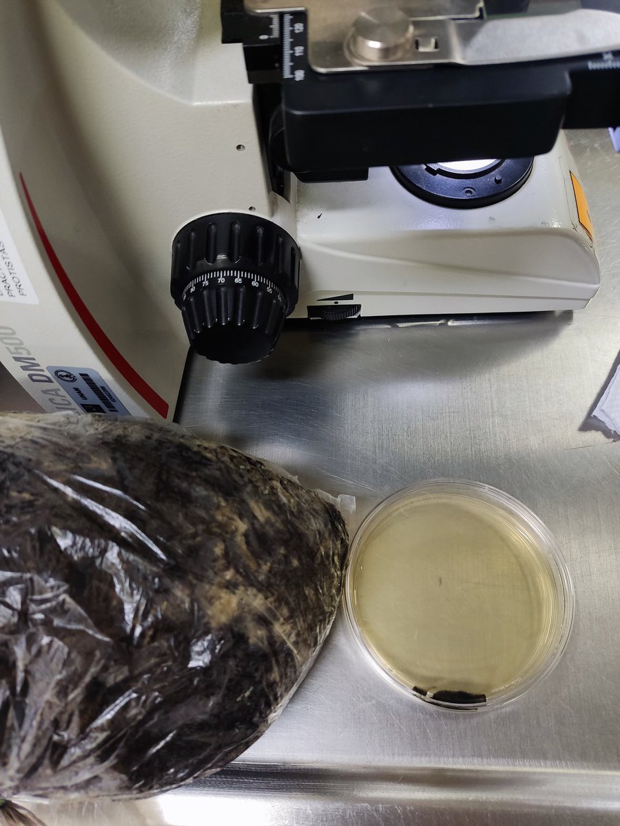 Fungi_Cosas tweet media