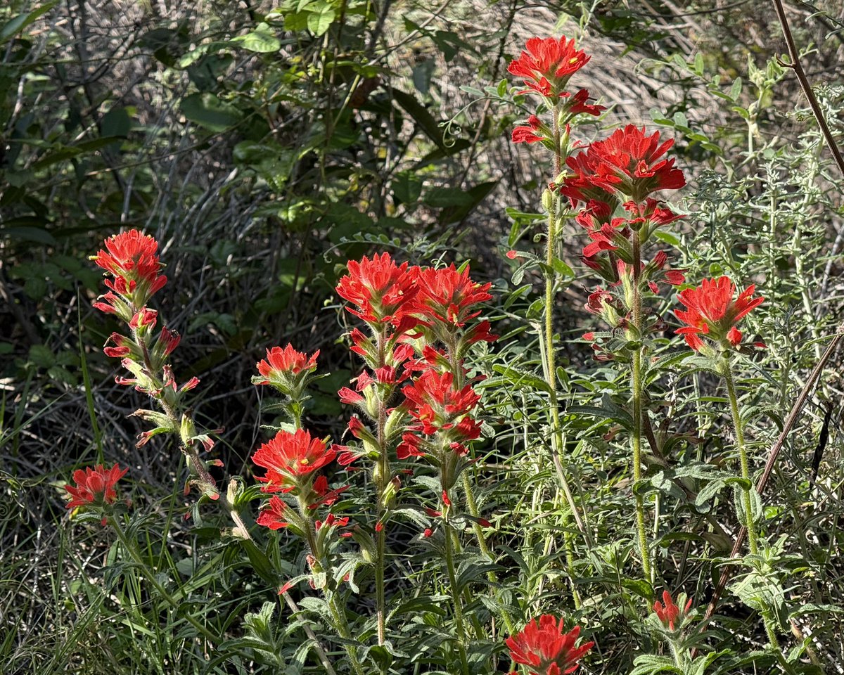 AdaptationsX tweet media