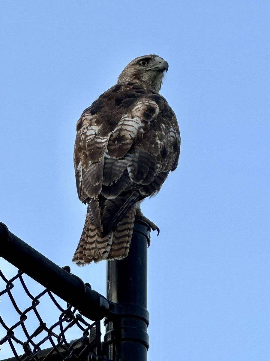 Marc Beebe tweet media