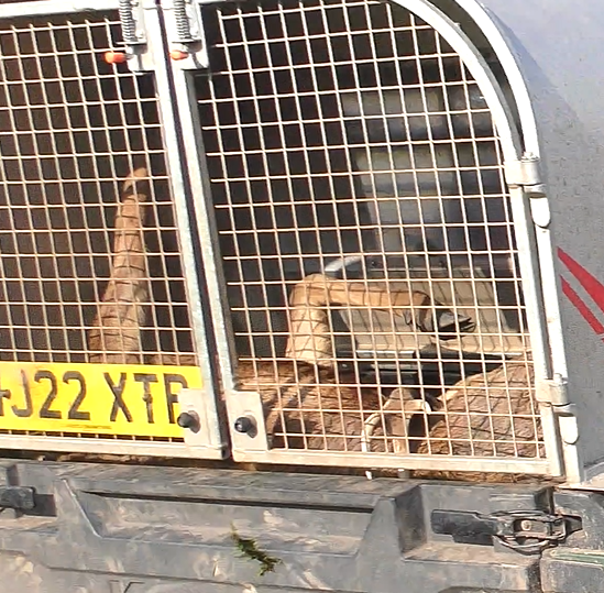 North Dorset Hunt Saboteurs tweet media