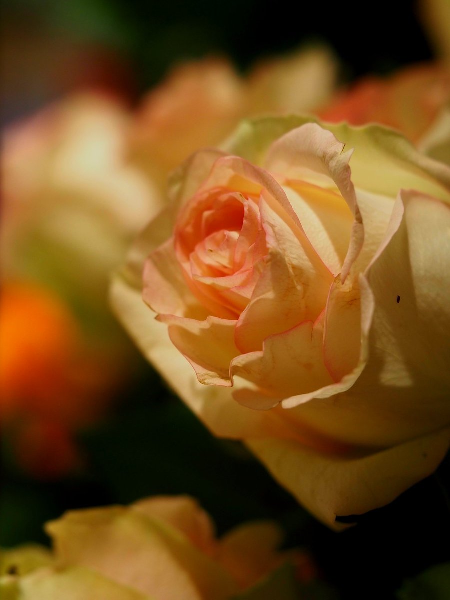 2026年3月11日
✽✽✽

#花写真【ﾊﾞﾗの花】
#TLを花でいっぱいにしよう
┈┈┈ ⋆꒰ ꫂ ၴႅၴ ꒱⋆ ┈┈┈
✽✽✽
