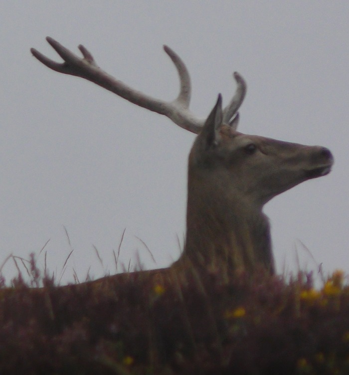 North Dorset Hunt Saboteurs tweet media