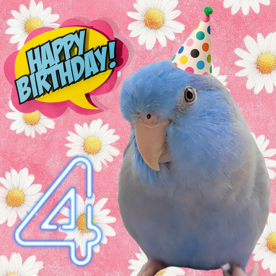 ブルーノが4歳になりました🎈
今日も頑張ろう💪と思えるのはブルーノがいてくれるから🥰🐦
噛んでもイタズラしてもいいからこれからもずっと元気でいてね😊💖