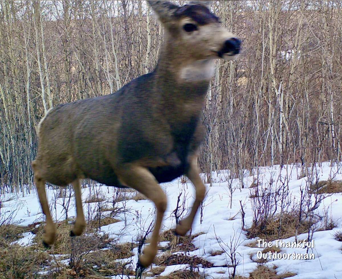 Phenrir 𓃝 tweet media